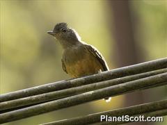 Thamnophilus caerulescens