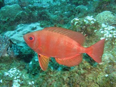 Priacanthus blochii