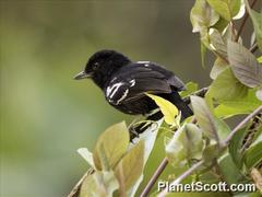 Thamnophilus caerulescens