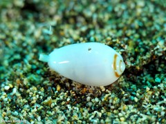 Gibberula secreta