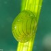 Emerald Nerite - Photo (c) Dennis Rabeling, some rights reserved (CC BY-NC-ND), uploaded by Dennis Rabeling