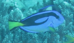 Paracanthurus hepatus