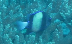 Dascyllus carneus