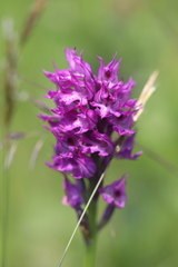 Neotinea tridentata tridentata