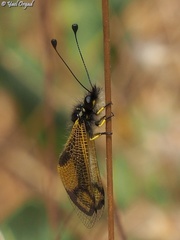 Libelloides rhomboideus