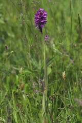 Neotinea tridentata tridentata