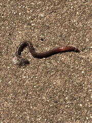 Oligochaeta