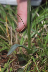 Neotinea tridentata tridentata