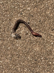 Oligochaeta