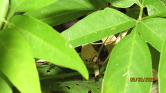 Electrostrymon hugon