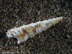 Turritella turbona