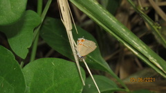 Electrostrymon hugon