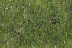 Neotinea tridentata tridentata