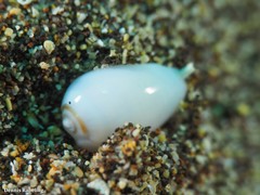 Gibberula secreta