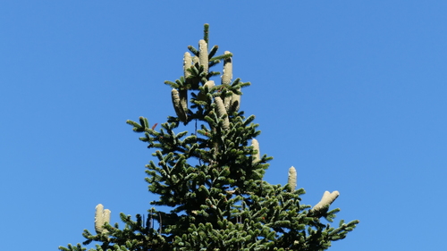 Abies numidica image