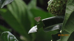 Electrostrymon hugon