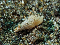 Bittium depauperatum