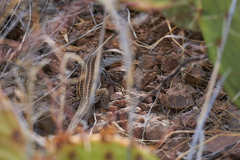 Aspidoscelis exsanguis