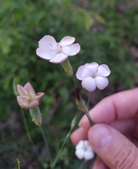 Dianthus marschallii