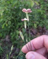 Dianthus marschallii