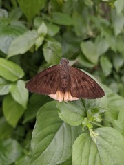 Telegonus