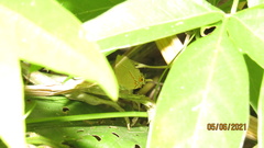 Electrostrymon hugon