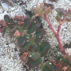 Euphorbia cozumelensis