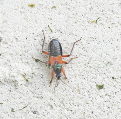 Prostemma aeneicolle