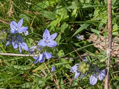 Veronica orsiniana