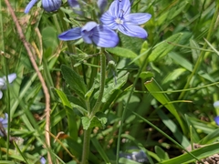 Veronica orsiniana