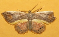 Opisthoxia orion