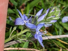 Veronica orsiniana