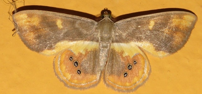 Opisthoxia orion