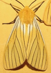 Pseudischnocampa striata