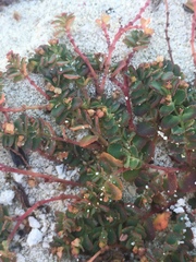 Euphorbia cozumelensis