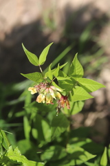 Vicia oroboides