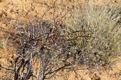 Cerococcidae
