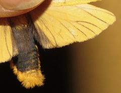 Pseudischnocampa striata