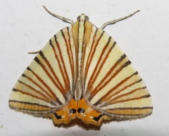 Pityeja histrionaria