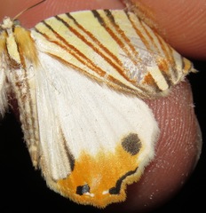 Pityeja histrionaria