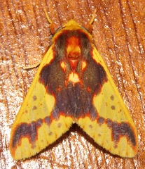 Symphlebia