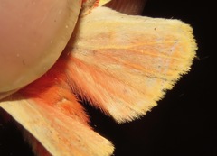 Symphlebia