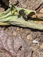 Megachile