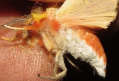 Symphlebia