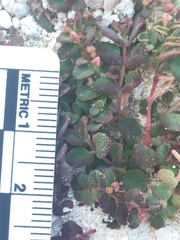 Euphorbia cozumelensis