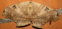Titaea tamerlan amazonensis