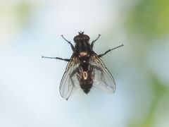 Rhinomorinia sarcophagina