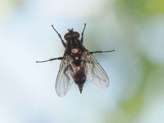 Rhinomorinia sarcophagina