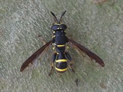 Sphiximorpha subsessilis