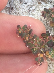 Euphorbia cozumelensis